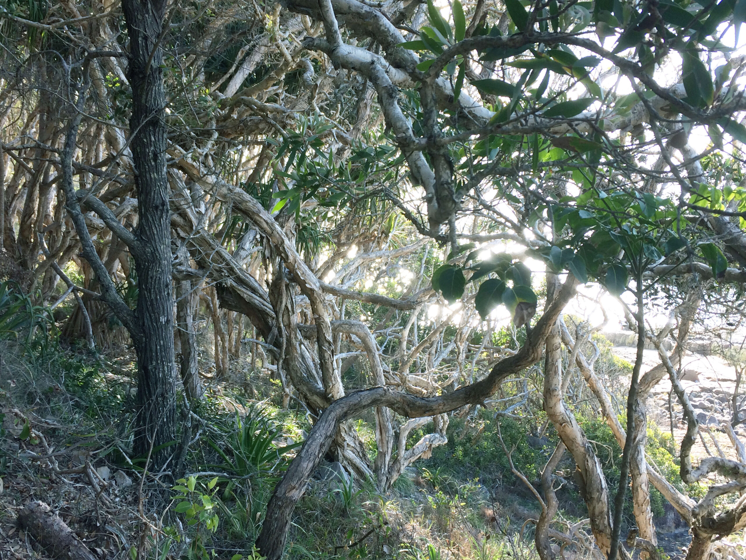 Tea trees by the ocean, Noosa, Queensland.